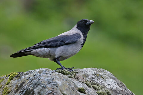 ニーチェ / CROWS Crows and shrikes | North Wales Wildlife Trust